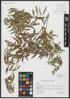 Foto von Salix alba L.